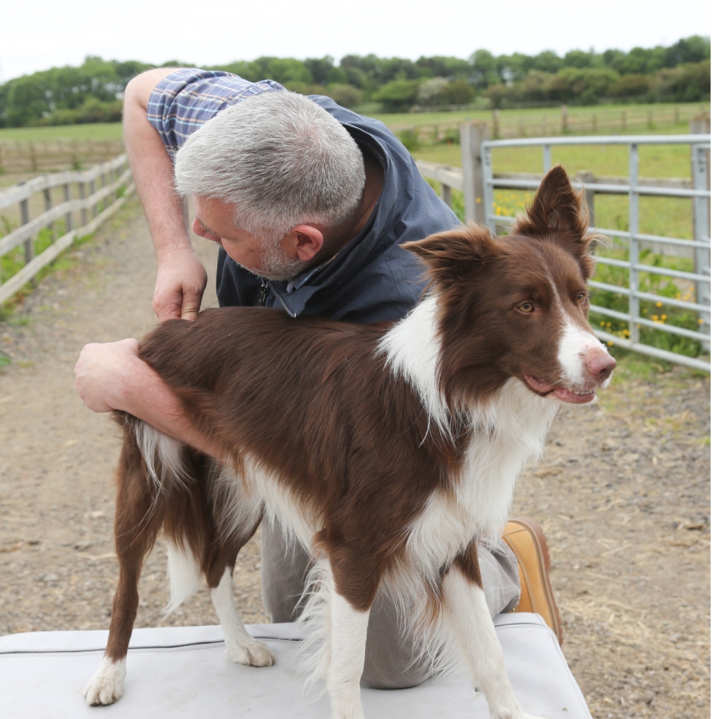 Quiropráctica animal Quiropráctica Animal