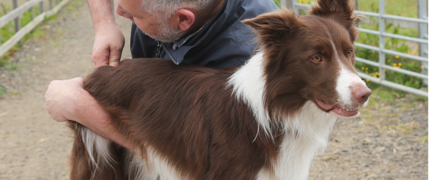 Quiropráctica animal Quiropráctica Animal